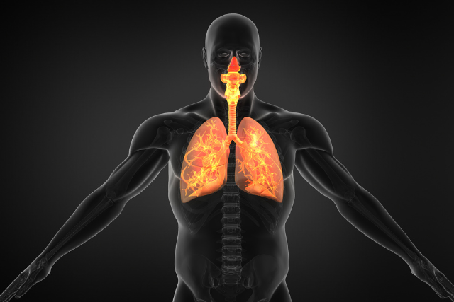 Respiratory System Test