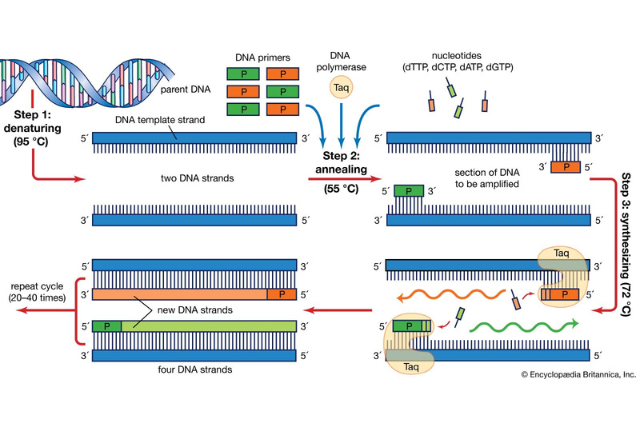 PCR Test